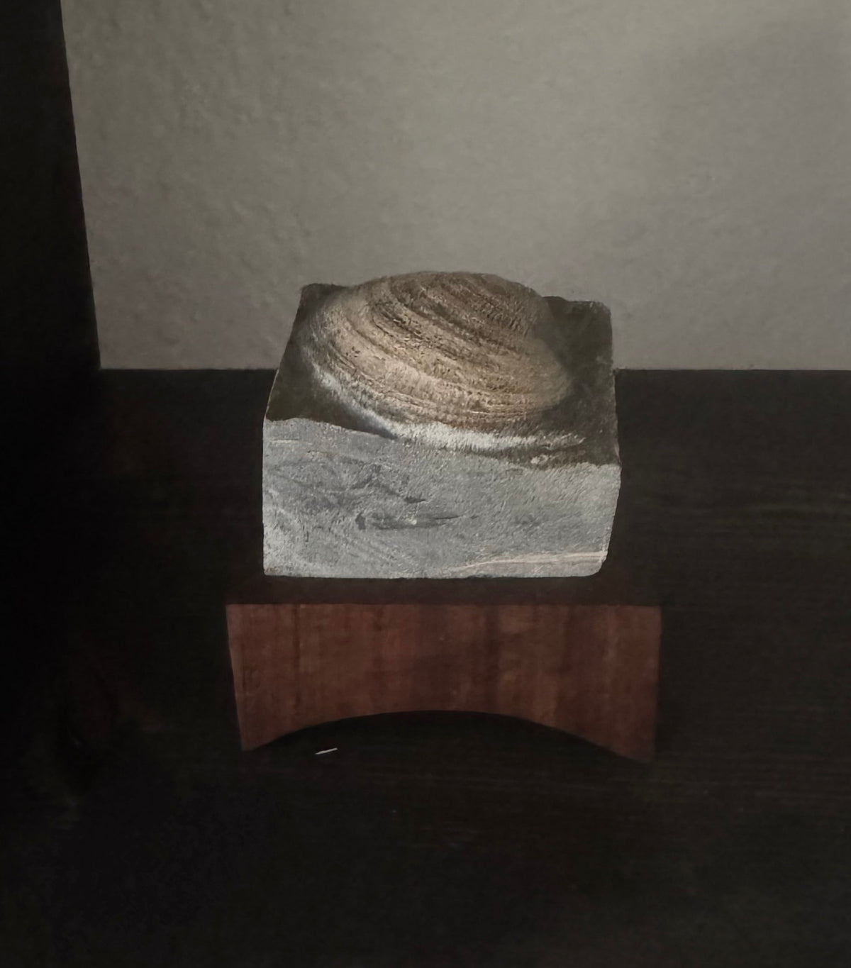 Clam fossil