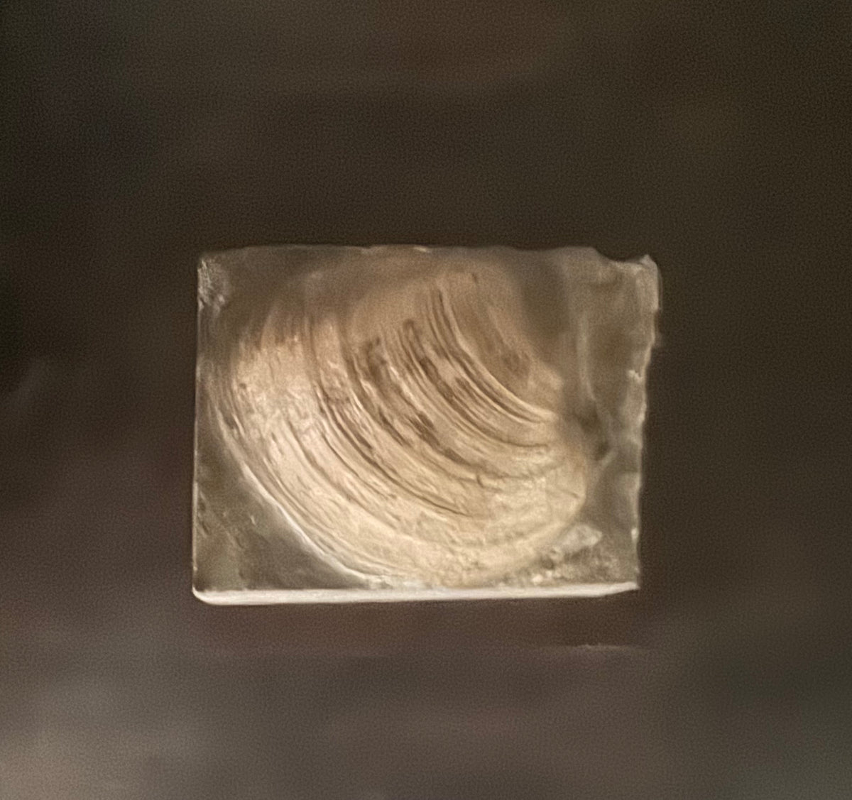 Clam fossil